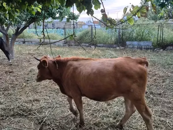 Vaca, Bovinos