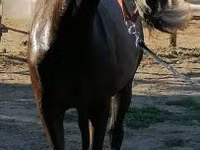 Caballo, Caballos — foto 2