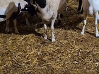 Qoç, Dorper sheep — foto 3