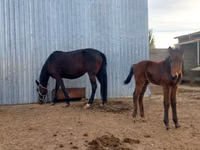 Jument, Arabian horse — photo 1