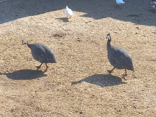 Guinea fowl