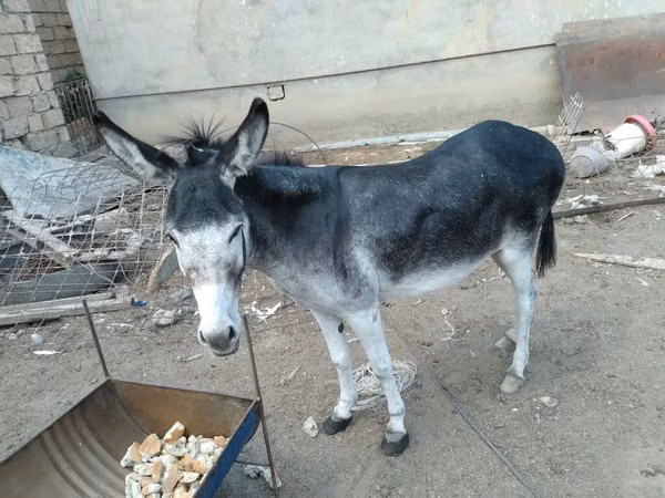 குதிரைகள் (தொகுதி, பாலினம் குறிப்பிடப்படவில்லை), குதிரைகள்