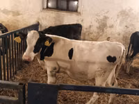 Buqa, Russian Black pied cattle — 3-rasm