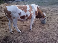 Бұқа, Charolais cattle — 4-сурет