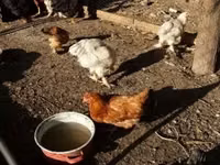 Brahma — foto 3