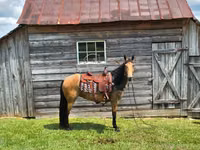 Jument, Missouri foxtrotter — photo 5