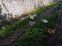 Ducks — Foto 5
