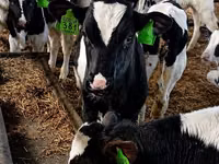 Toro, Swiss cattle — foto 6