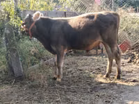 雄牛, Swiss cattle — 写真 3