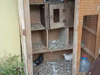 Birde problemi qapısın srublamalisiz Taxta göyərçin yuvası/qəfəs — foto 3