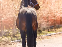 Aygʻir, Thoroughbred horse — 5-rasm