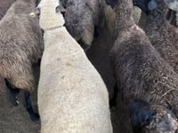 Sheep, Sheep — photo 2