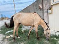 Toychoq, Azerbaijan horse — 1-rasm