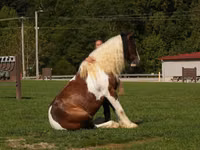 Caballo, Pinto horses — foto 8