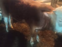 Bulle, Simmental cattle — Foto 1