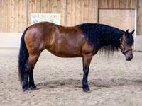 Égua, Friesian — foto 3