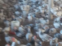 Adler Silver — foto 4