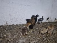 Chickens — foto 3