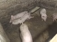 Թարմ միս, խոզի միս — foto 3