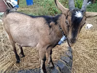 雌ヤギ, Alpine goat — 写真 5