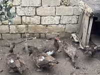 Geese — 照片 1