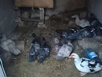 Domestic Muscovy — 2-rasm