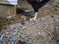 Chickens — foto 1