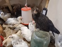 Chickens — ფოტო 2