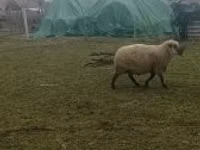 Baran, Shroshire sheep — zdjęcie 3