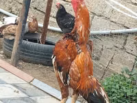 Chickens — 1-rasm