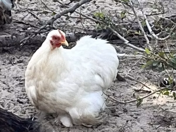 Pekin-Zwerg