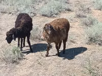 Qoç, Edilbay sheep — foto 1