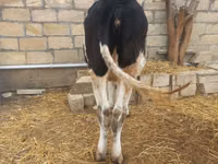 Býk, Russian Black pied cattle — foto 2