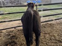 ثور, Simmental cattle — الصورة 5