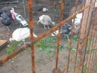 Turkeys — الصورة 2