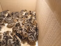Turkeys — புகைப்படம் 3