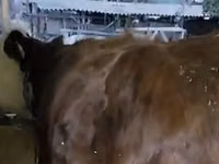 母牛, Cattle — 照片 2