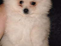 Pomeranian (Spitz) balası – krem/ağ rəngli, tükləri çox sıx və yumşaq — الصورة 3