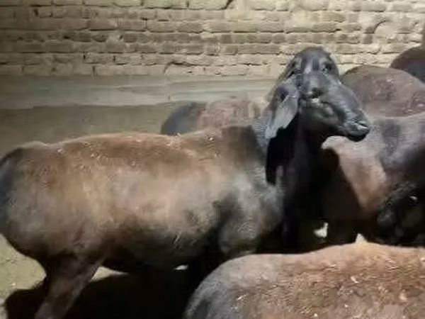 பெண் ஆடு, Hissar sheep