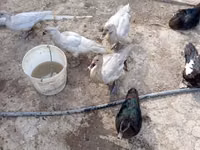 Ducks — الصورة 2