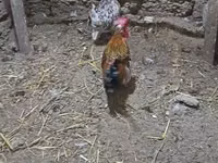 Chickens — الصورة 2