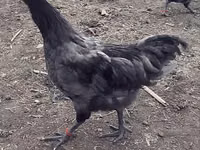 Australorp — foto 2