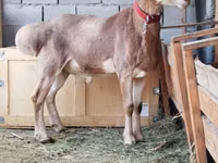 Widder, Edilbay sheep — Foto 3