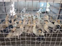 Ducks — foto 5