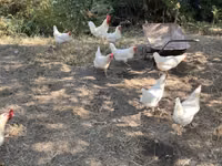 Leghorn — 5-rasm