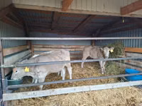 Býk, Simmental cattle — foto 3