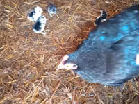 Japanisches Bantam — Foto 5