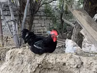 Chickens — foto 3