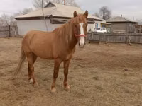 Kůň, Altai horse — foto 2