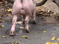 Knur, Świnie — zdjęcie 3
